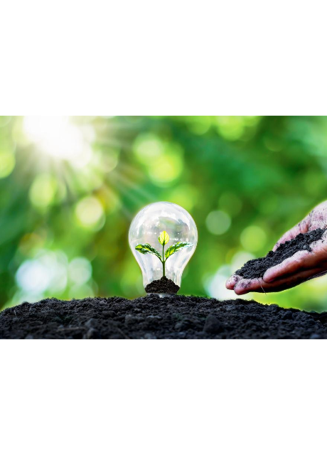 coinsandplant (2).png