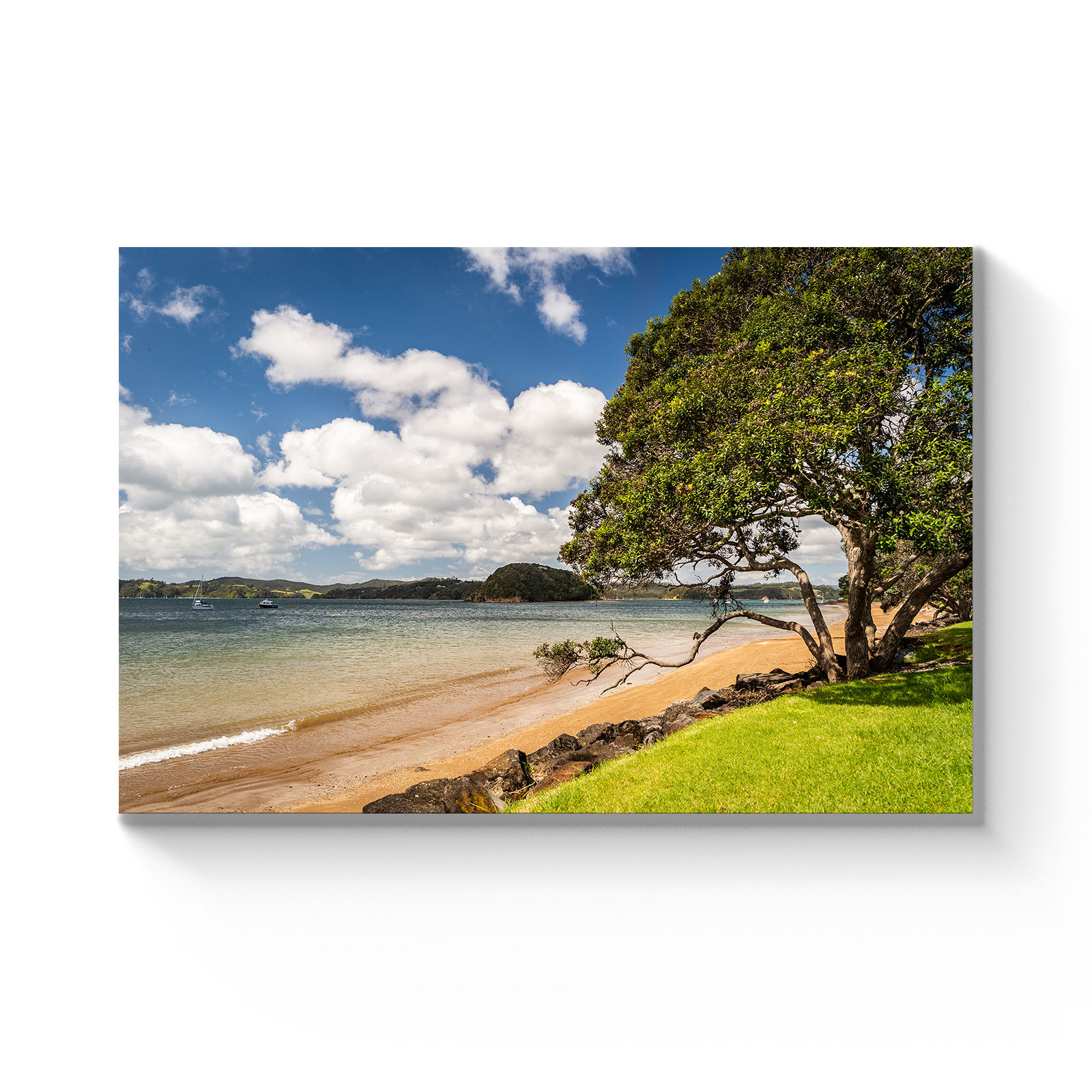 Bay of Islands Beach and Tree