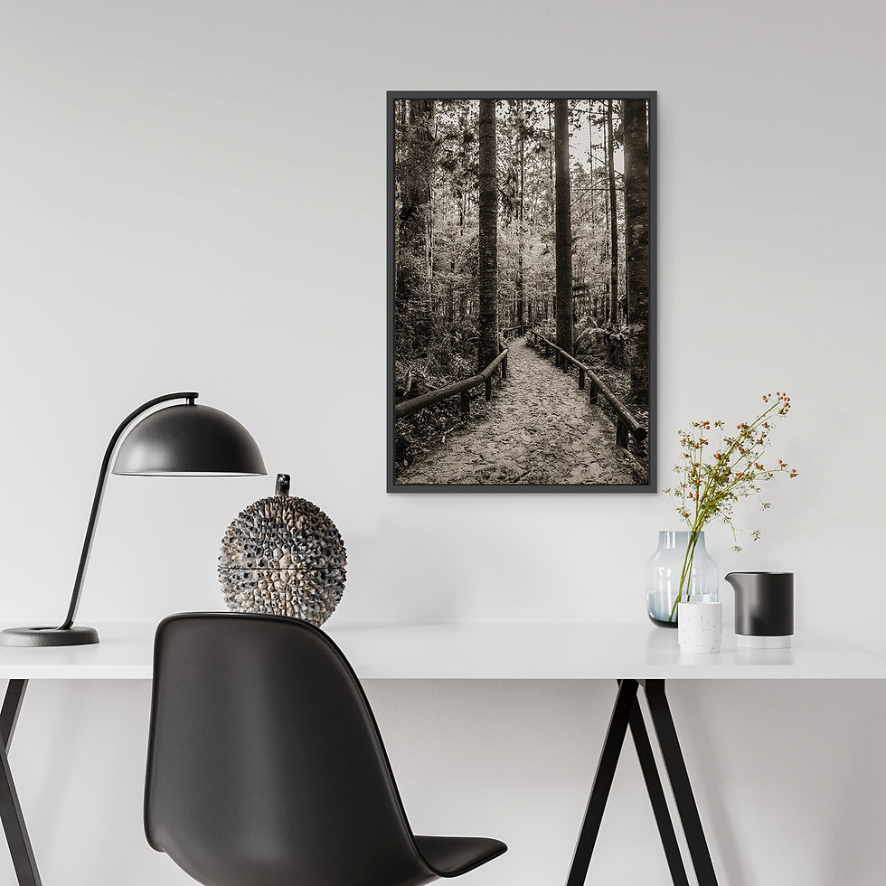 Thumbnail: Fraser Island Forest Path Black and White