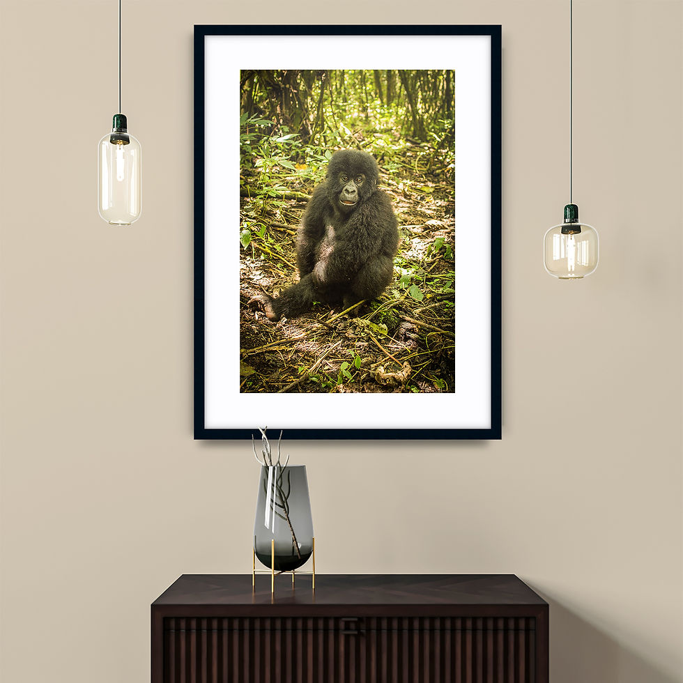 Thumbnail: Congo Baby Gorilla