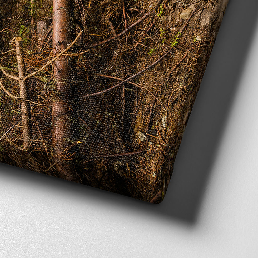 Thumbnail: Bulgaria Pirin Forest 1