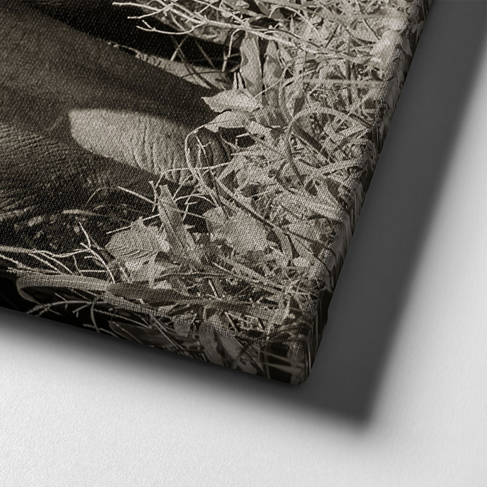 Thumbnail: Tanzania Solo Elephant B&W