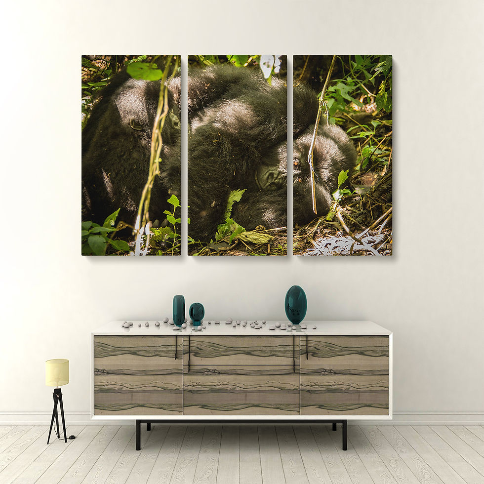 Thumbnail: Congo Gorilla Resting