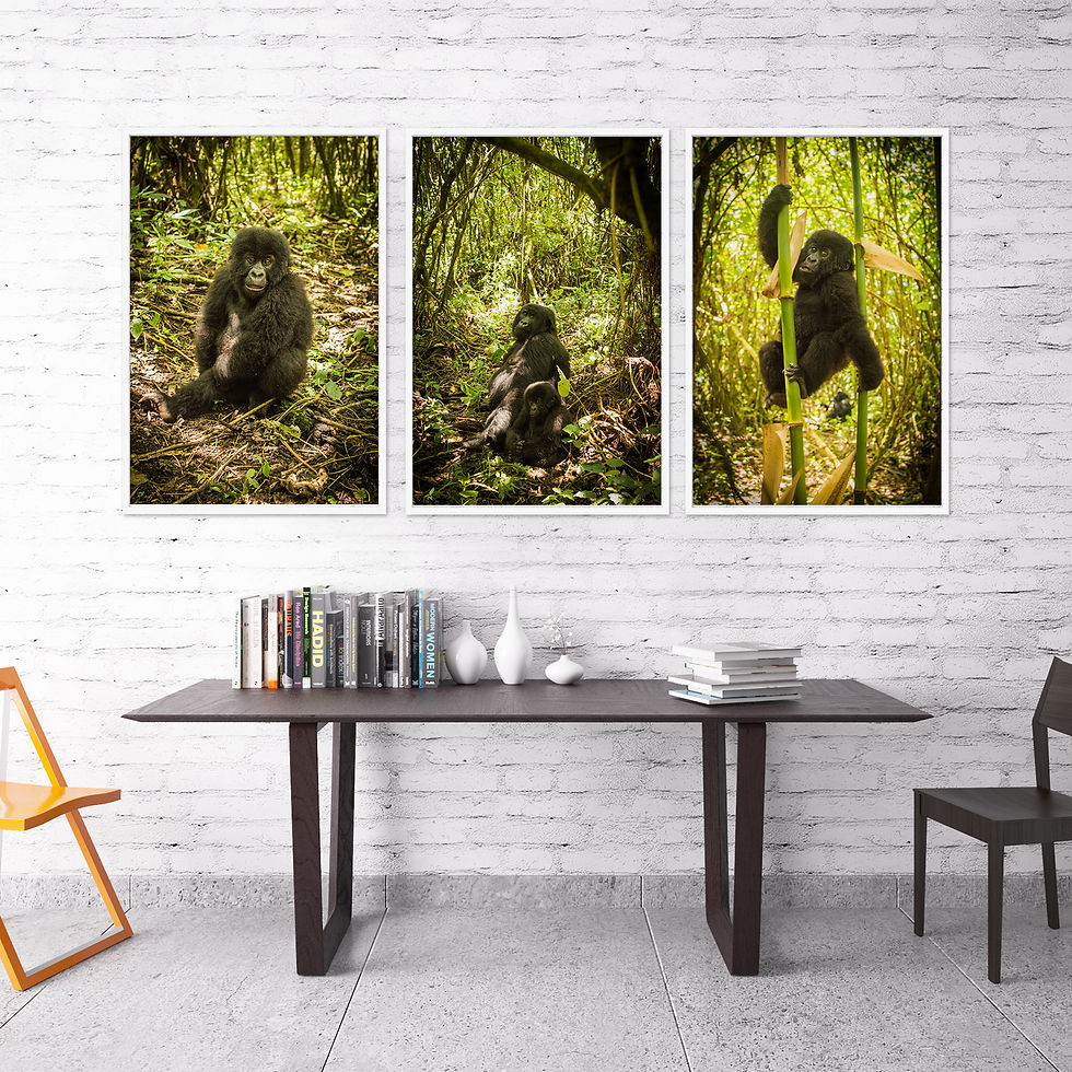 Thumbnail: Congo Gorilla Set