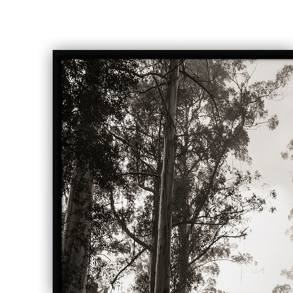 Thumbnail: Great Ocean Road Forest Fog Black and White 1