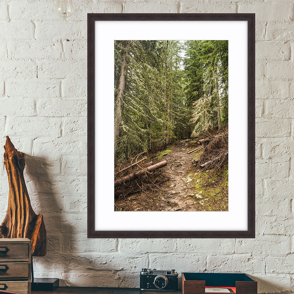 Thumbnail: Bulgaria Pirin Forest 1