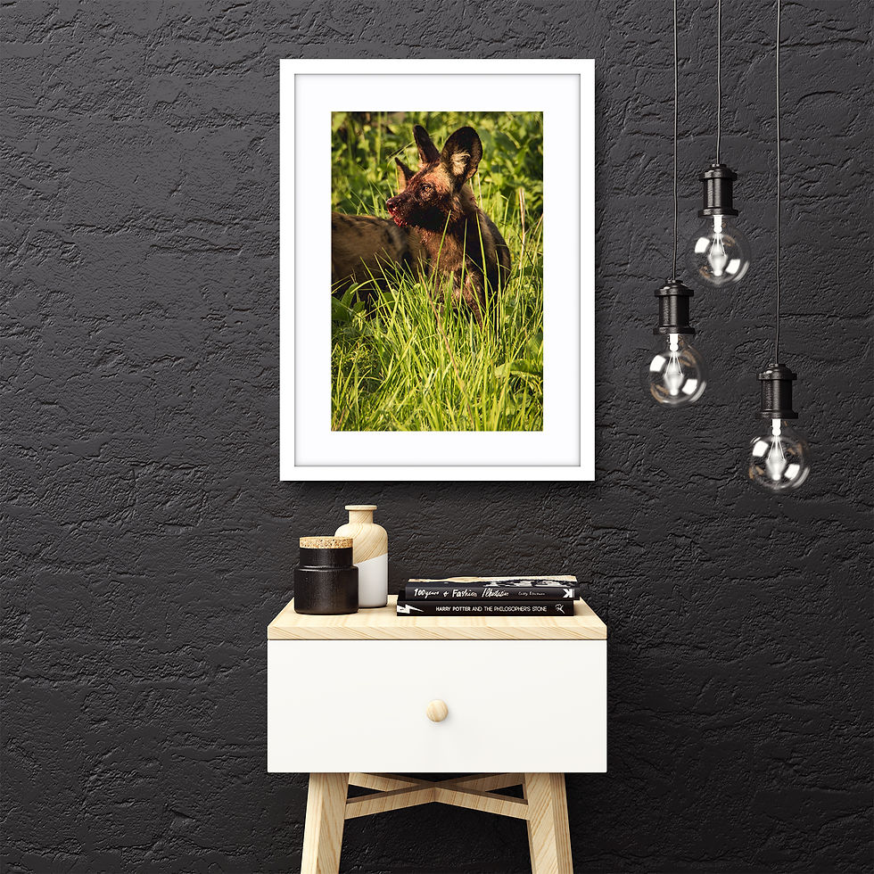Thumbnail: Tanzania Wild Dog Post Meal
