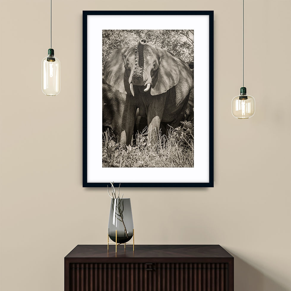 Thumbnail: Tanzania Solo Elephant B&W
