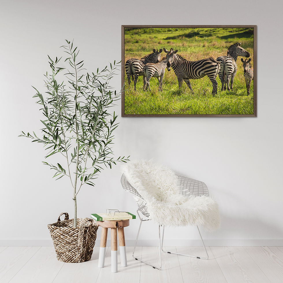Thumbnail: Tanzania Dazzle of Zebras