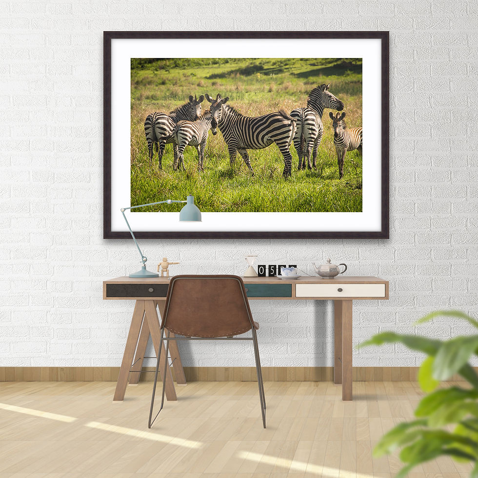 Thumbnail: Tanzania Dazzle of Zebras
