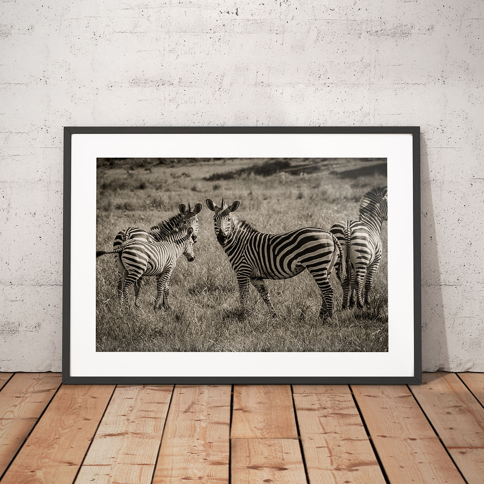 Thumbnail: Tanzania Dazzle of Zebras