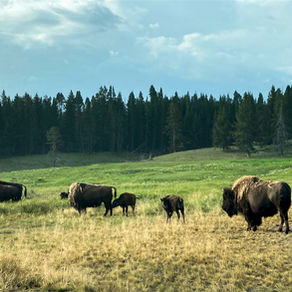 A GUIDE TO YELLOWSTONE'S WILDLIFE