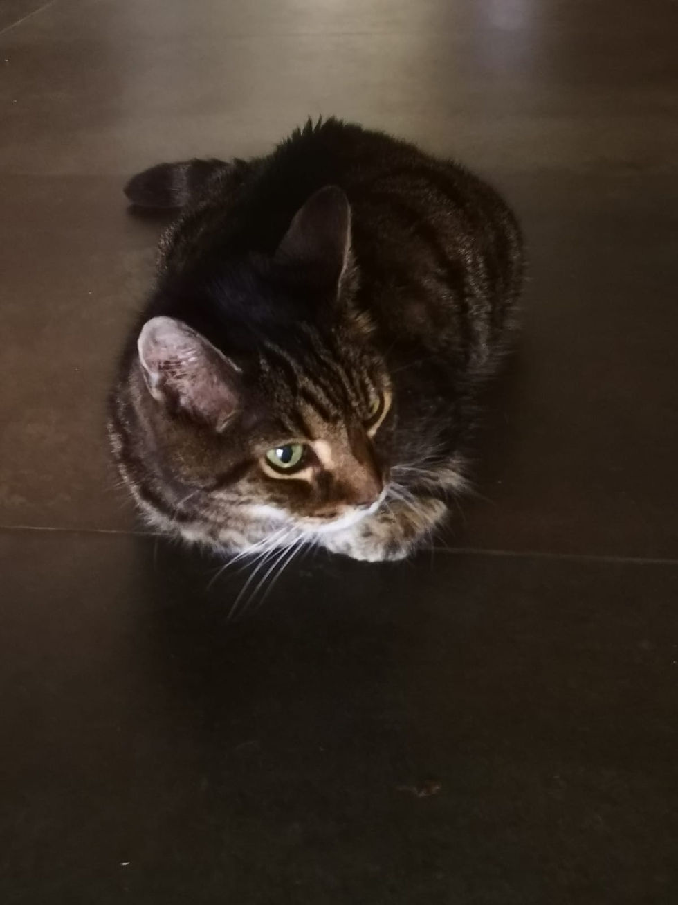 Tigre lying down