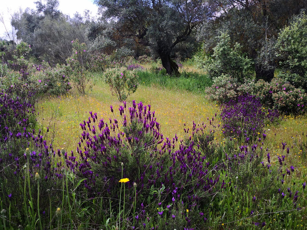 Wild lavender