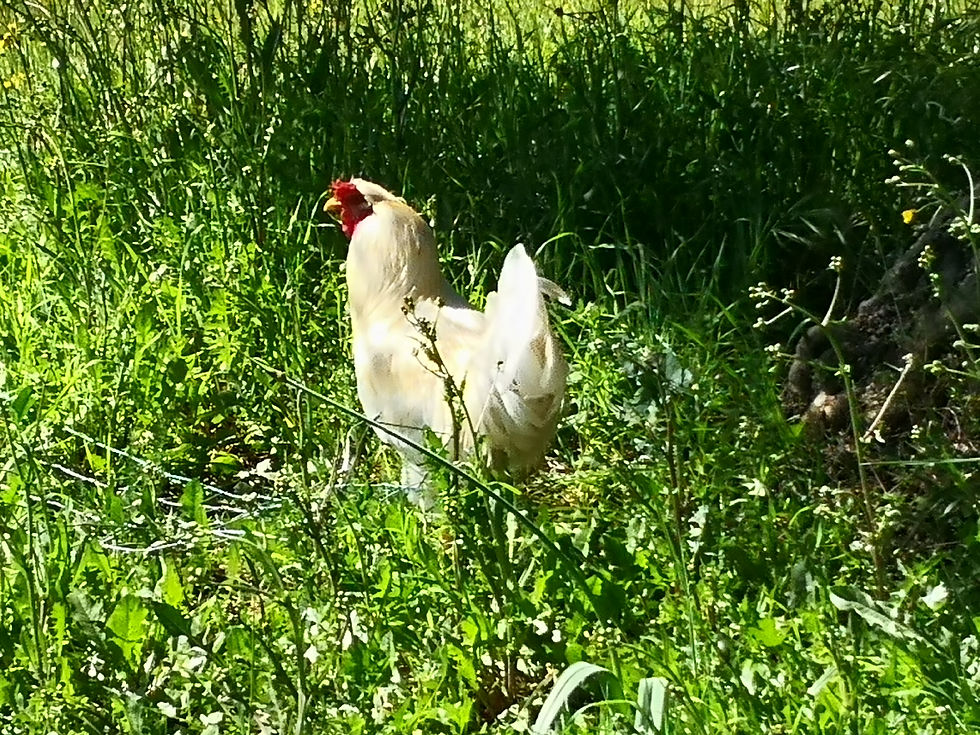 Chicken!