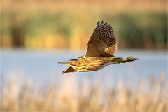 Bittern in Flight -  Roger Hance.jpg