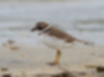 Semi-palmated plover L1212
