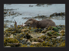 Mich Durham otter.jpg