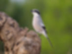 Iberian grey shrike K0710