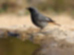 Black redstart K19215