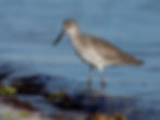Willet L0883