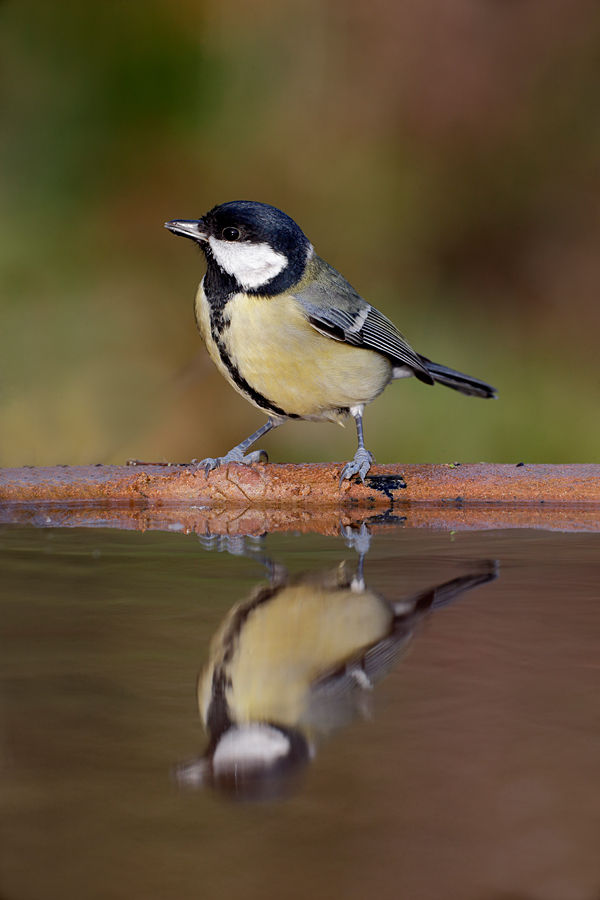 Great tit, Parus major