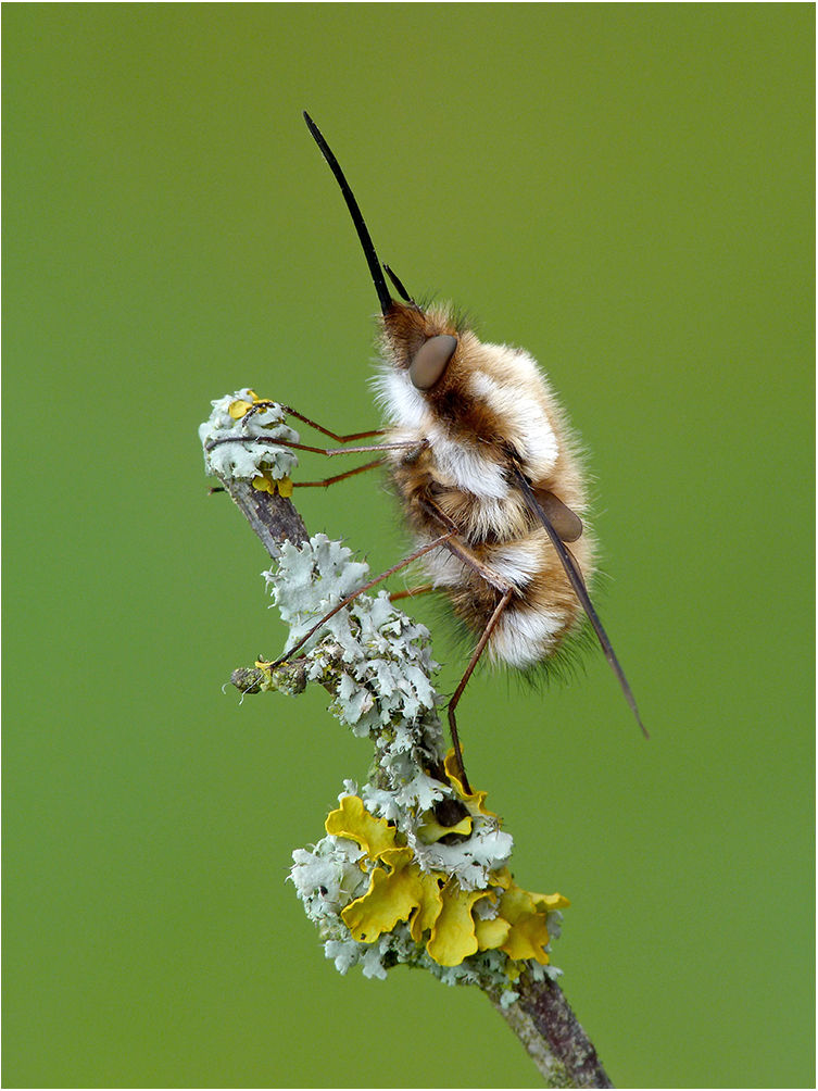 Bee fly Bombylius major