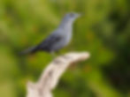 Blue rock thrush K19429