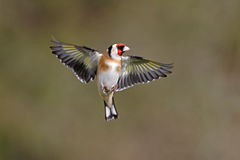 Philip Mugridge Goldfinch.jpg