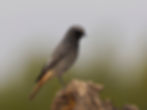 Black redstart K20903