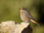 Black redstart K23740
