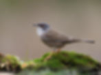 Sardinian warbler K23916