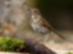 Song thrush K22888