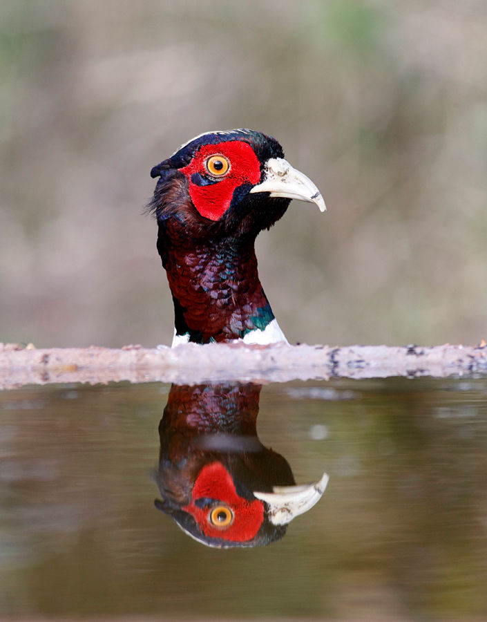 Common pheasant, Phasianus colchicus