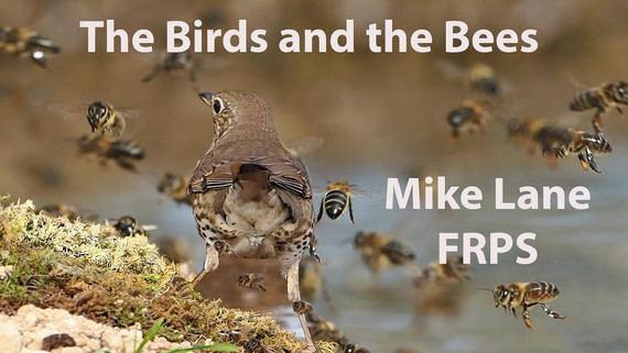 The Birds and the Bees