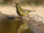 Greenfinch K19296