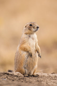 Black-tailed praire dog Geoff trinder.jpg