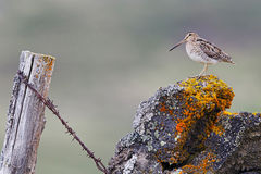 Bill Coster Snipe BI026953.jpg