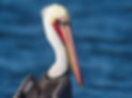 Brown pelican L0931