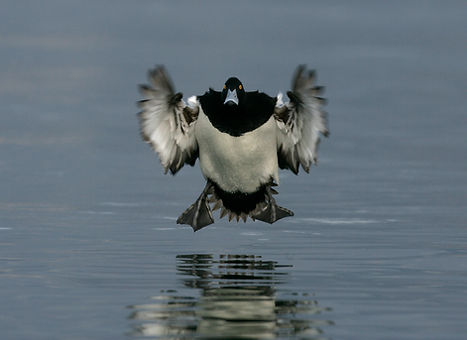 Tufted duck 64405.jpg