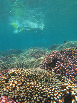Ilha Gardens_Snorkel- client and coral.jpeg