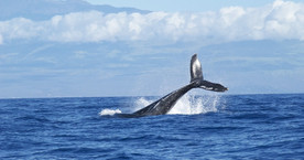 Diving-Water-Whales.jpeg