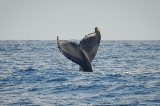 fluke topside.jpeg