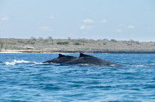 humpback-whales.jpeg