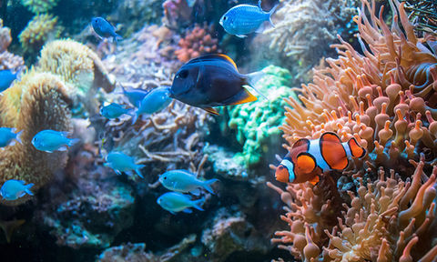 clownfish-ctenochaetus-tominiensis-and-blue-malawi-cichlids-swimming-near-the-coral-duncan