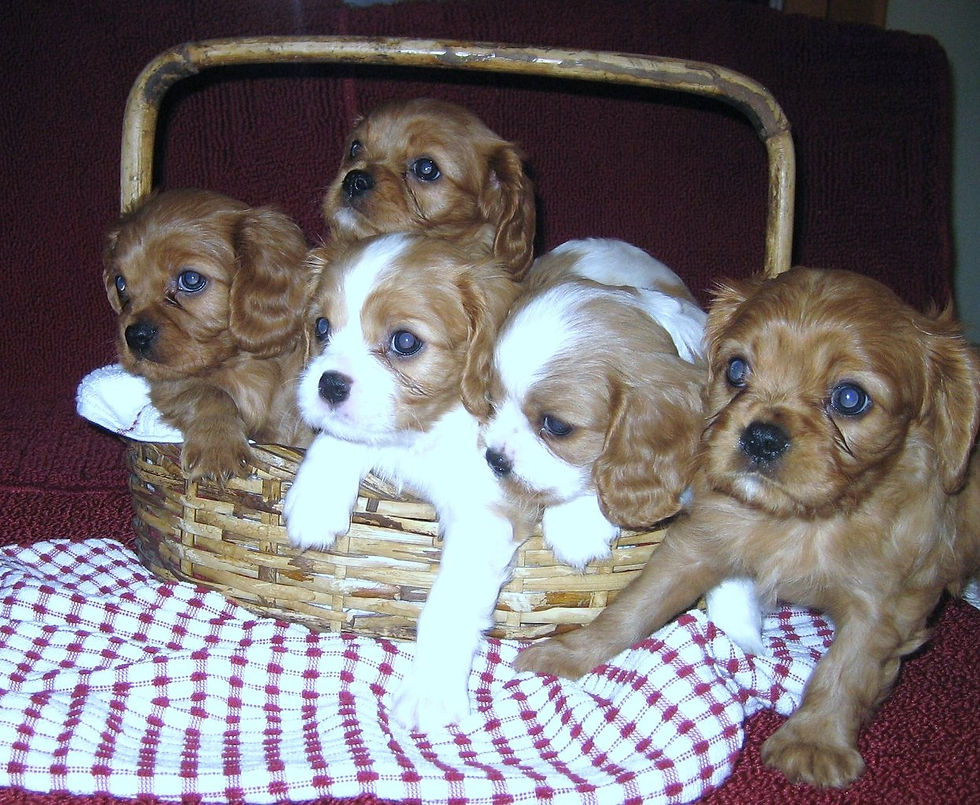 Puppies