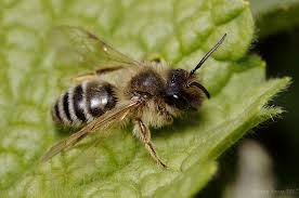 Bilder von Wildbienen