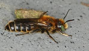 Bilder von Wildbienen