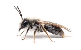 Bilder von Wildbienen