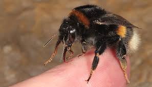 Bilder von Wildbienen